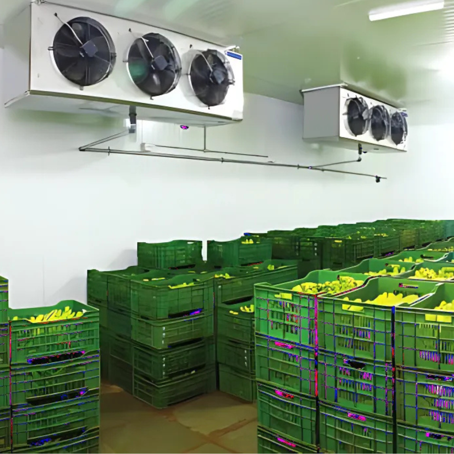 KCS-Banana Ripening-2